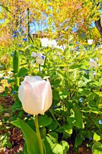 Tulipán tulipán - jarné trvalky - pereny.sk