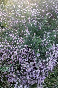 Astra Pink Star aster pink star- jesenná trvalka - pereny.sk