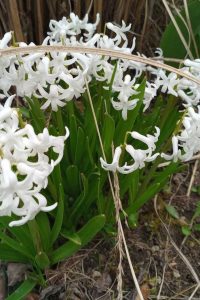 Hyacintovec Hyacinthoides- jarné trvalky - pereny.sk