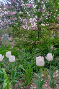 Tulipá tulipán - jarné trvalky - pereny.sk