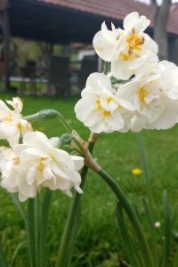 Narcis narcis- jarné trvalky - pereny.sk