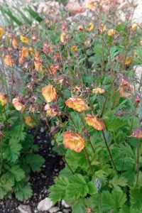 Kuklík Kuklík - jarné trvalky - Pereny.sk