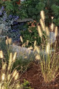Penisetum Little Bunny Pennisetum Little Bunny - Pereny.sk