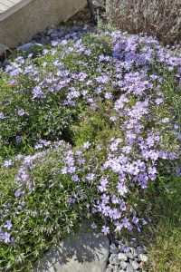 Flox Phlox - Pereny.sk