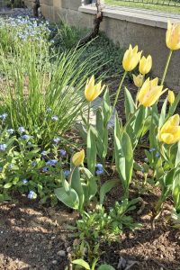 Tulipán tulipán žltý- jarné cibuľoviny - pereny.sk
