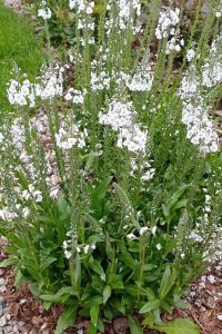 Veronika Veronica gentianoides 1 - Pereny.sk