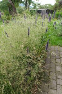 Metlica metlica agastache pre chodníku - pereny.sk