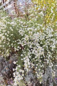 Astra biela aster biela - jesenná trvalka - pereny.sk