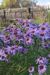 Astra Monch aster monch - jesenná trvalka - pereny.sk