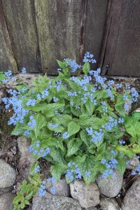 Brunera brunera 2 - jarné trvalky - pereny.sk