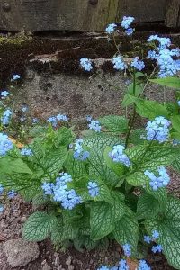 Brunera brunera 2 - jarné trvalky - pereny.sk