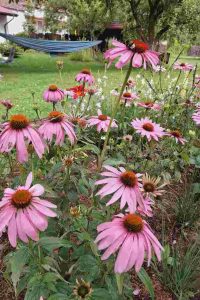 Echinacea echinacea - dlhokvitnúce trvalky - pereny.sk