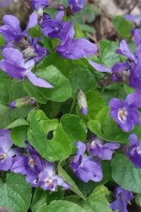 Fialka fialky- jarné trvalky- pereny.sk
