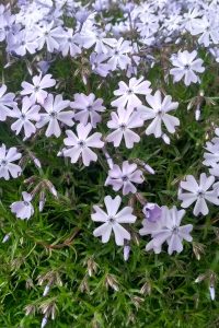 Flox šidlolistý flox- jarné trvalky- pereny.sk