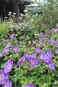 Geranium geranium rozanne- dlhokvitnúce trvalky - pereny.sk