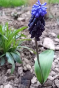 Modrica modrica- jarné cibuľoviny – pereny.sk