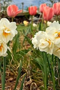 Narcis narcis – jarné cibuloviny – pereny.sk