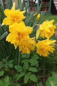 Narcis narcis žltý - jarné cibuloviny - pereny.sk