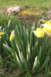 Narcis narcis žltý – jarné cibuloviny – pereny.sk