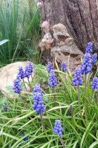 Modrica modrica - jarné trvalky - pereny.sk