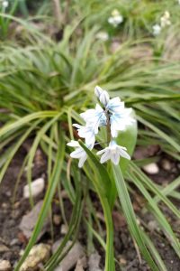 Puškínia puškínia - jarné cibuľoviny -pereny.sk