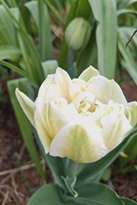Tulipán tulipán biely - jarné cibuľoviny - pereny.sk