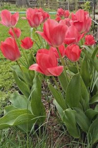 Tulipán tulipán - jarné cibuľoviny - pereny.sk